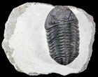 Nice, Austerops Trilobite - Morocco #54397-1